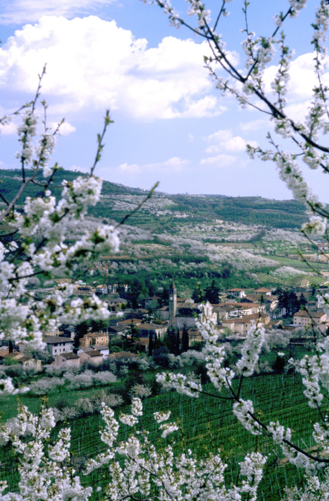 fioritura_ciliegi