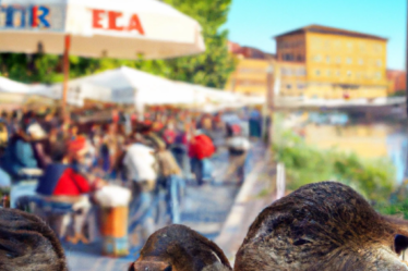 Sagra della Nutria Udine