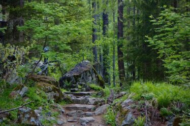 sentiero nel bosco