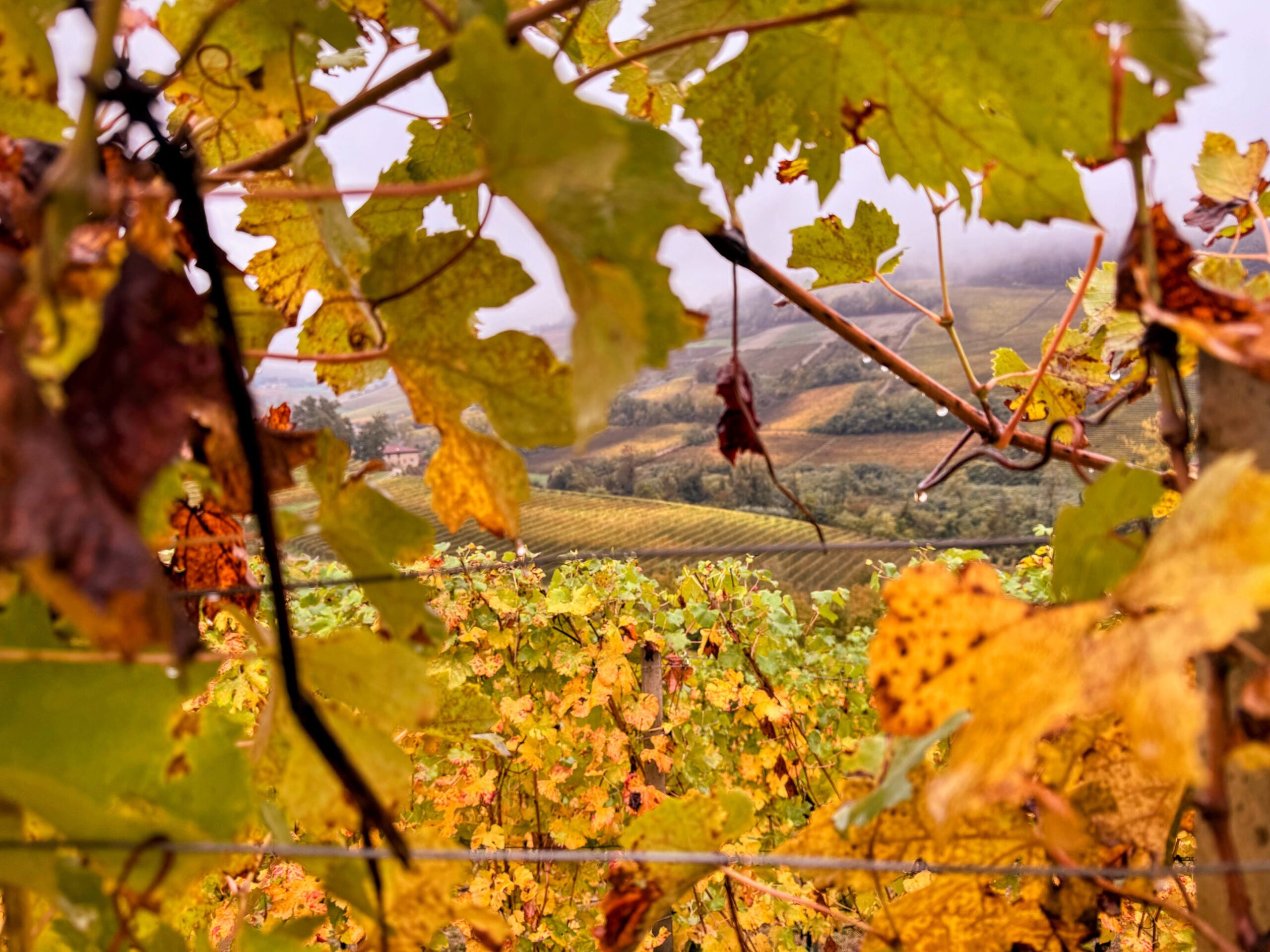 sagre d'autunno