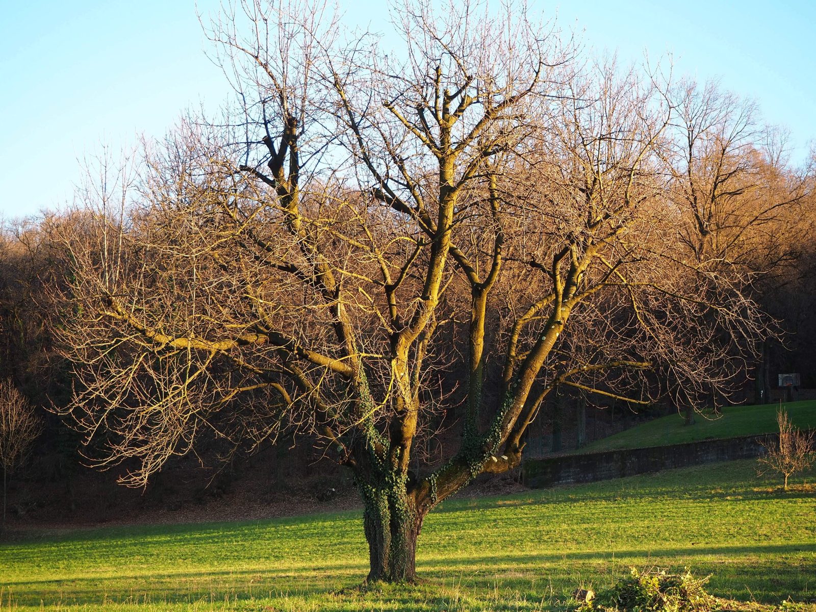 Grande albero spoglio con il tronco coperto di edera in mezzo a un prato