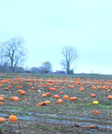 Campo di zucche arancioni sparse in un prato, con alberi spogli e cielo azzurro sullo sfondo