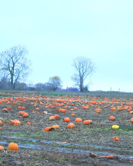 Campo di zucche arancioni sparse in un prato, con alberi spogli e cielo azzurro sullo sfondo